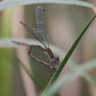 Lestes sponsa